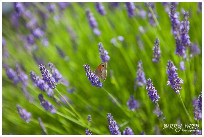 Butterfly Garden